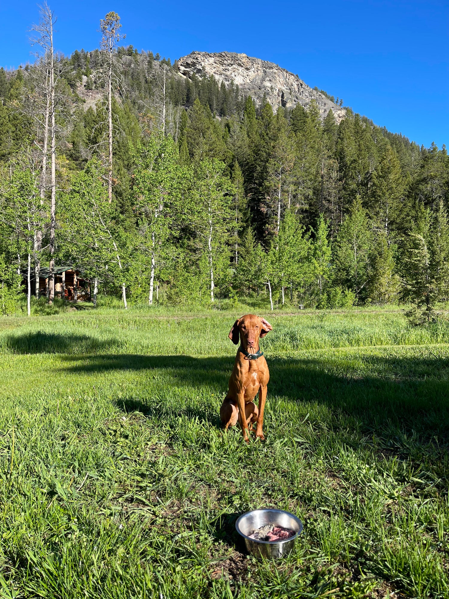 HOW TO DETOXIFY MY DOG NATURALLY