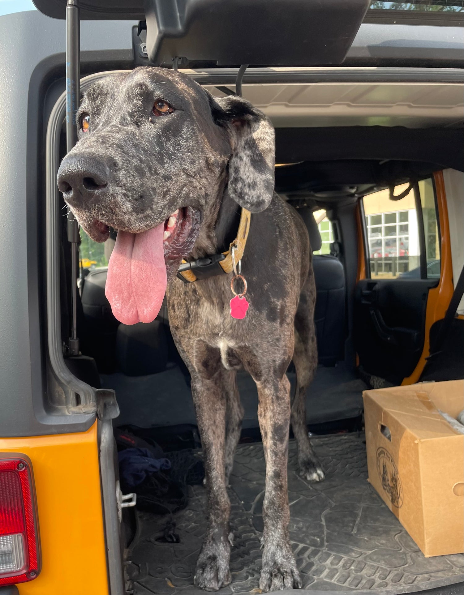 What Are Cooling Proteins For My Dog