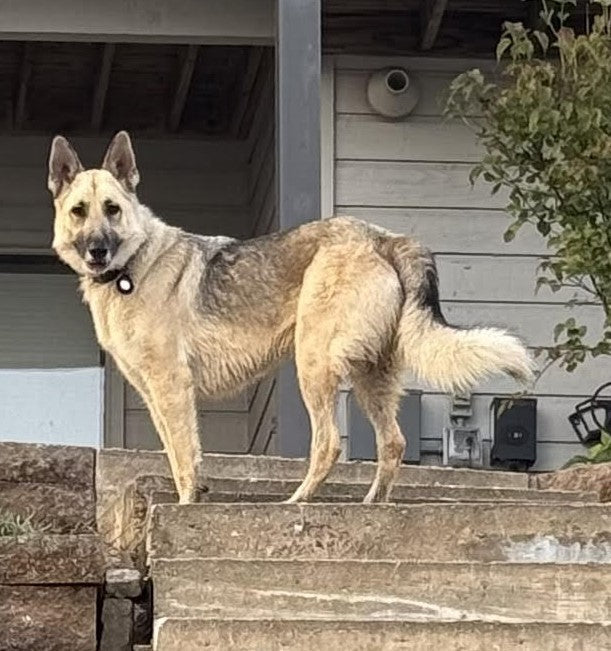 Adored Beast Apothecary Gut Health | Pre and Probiotics and When to Use Them