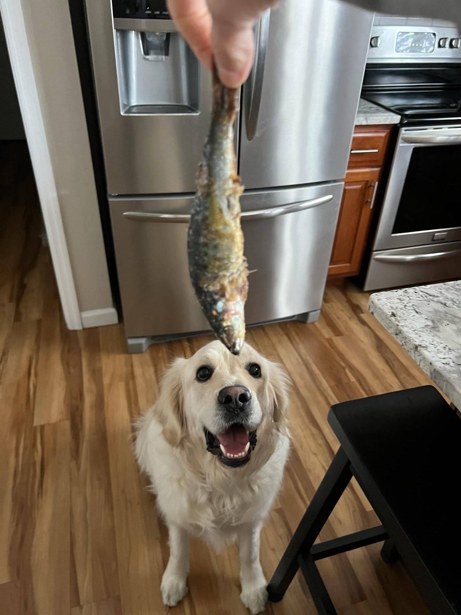 WHAT IS RAWGUST? RAW DOG FOOD FOR AUGUST?