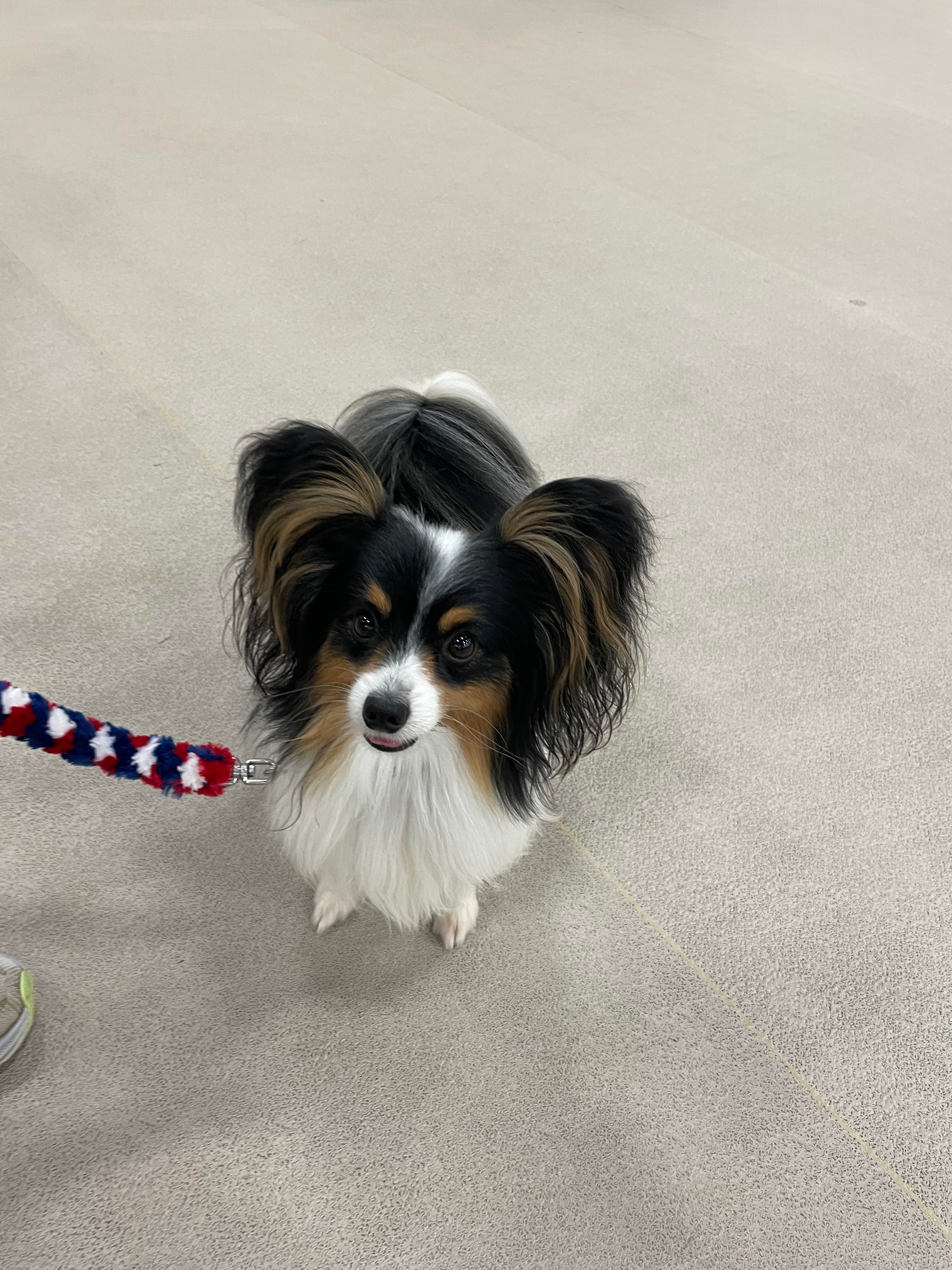 Best Natural Solutions for Dog Arthritis: Diet, Supplements & Pain Relief