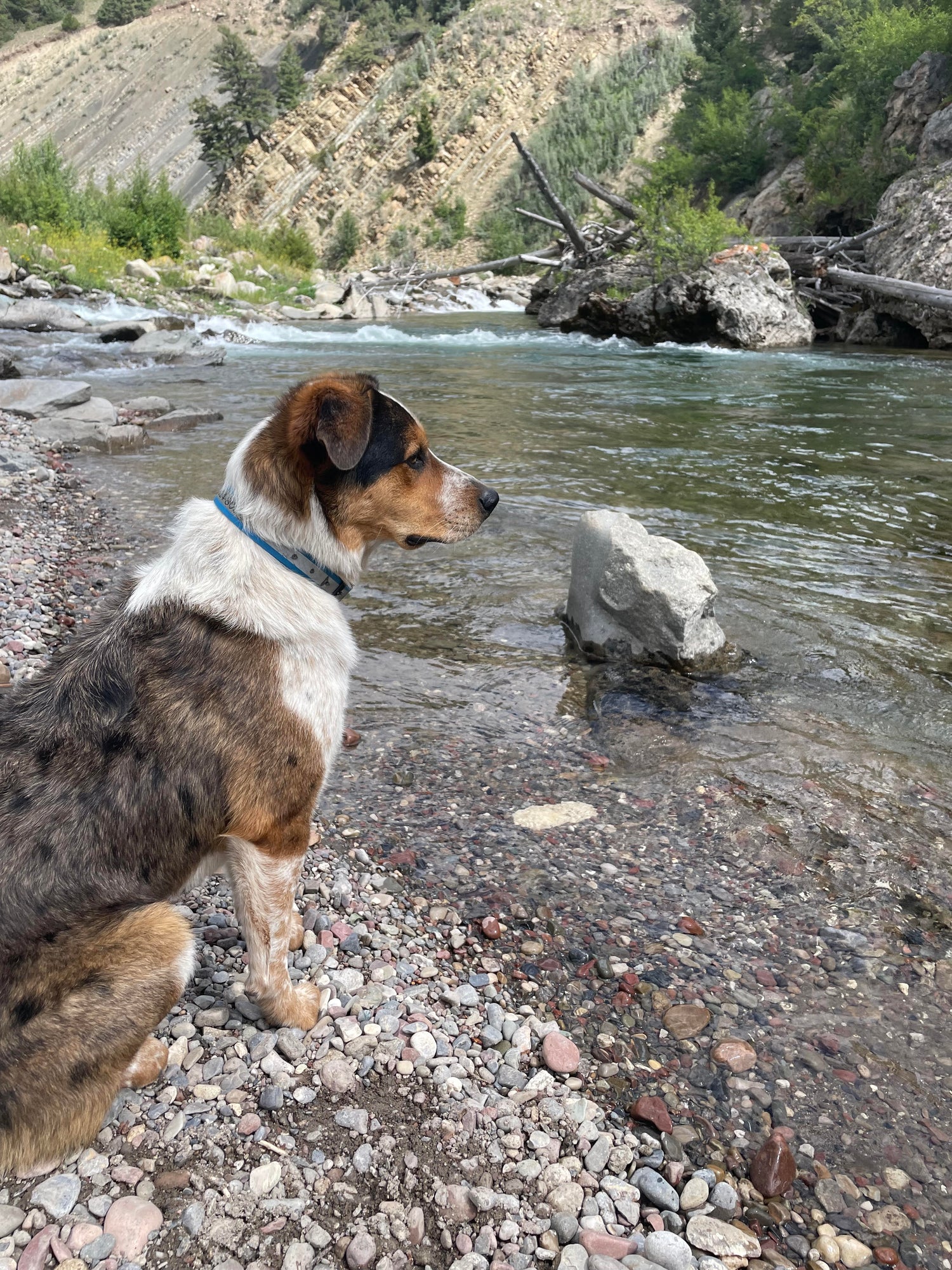 Omega-3s, DHA & EPA: Why They Matter So Much for Your Dog’s Health