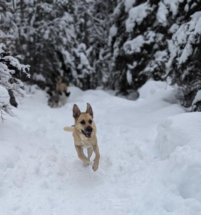 Top 6 Questions Asked About Raw Dog Food