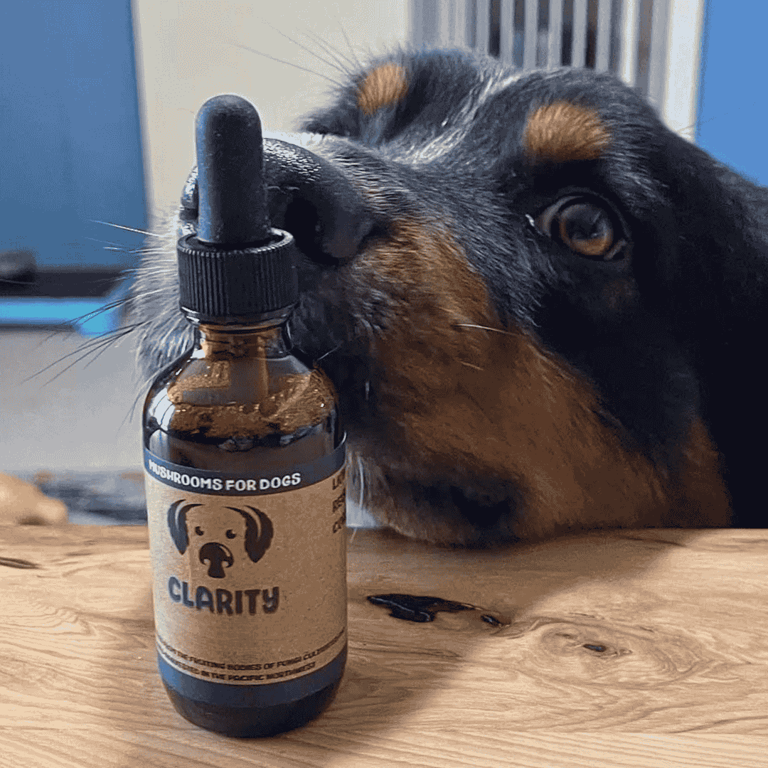 Clarity | Mushrooms for Brain and Nervous System Support - Raw Dog Food Complete