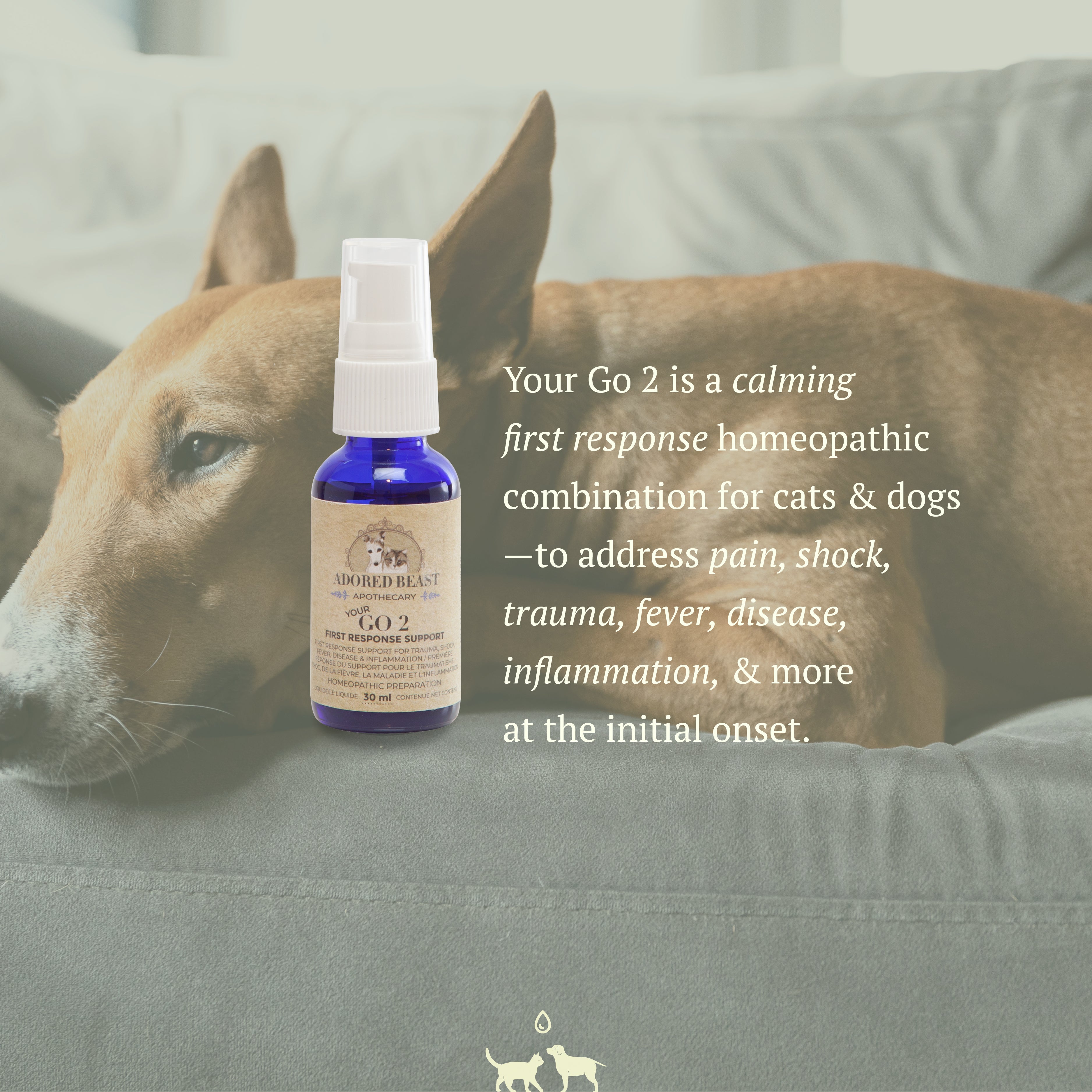 Your GO 2 | Adored Beast - Raw Dog Food Complete