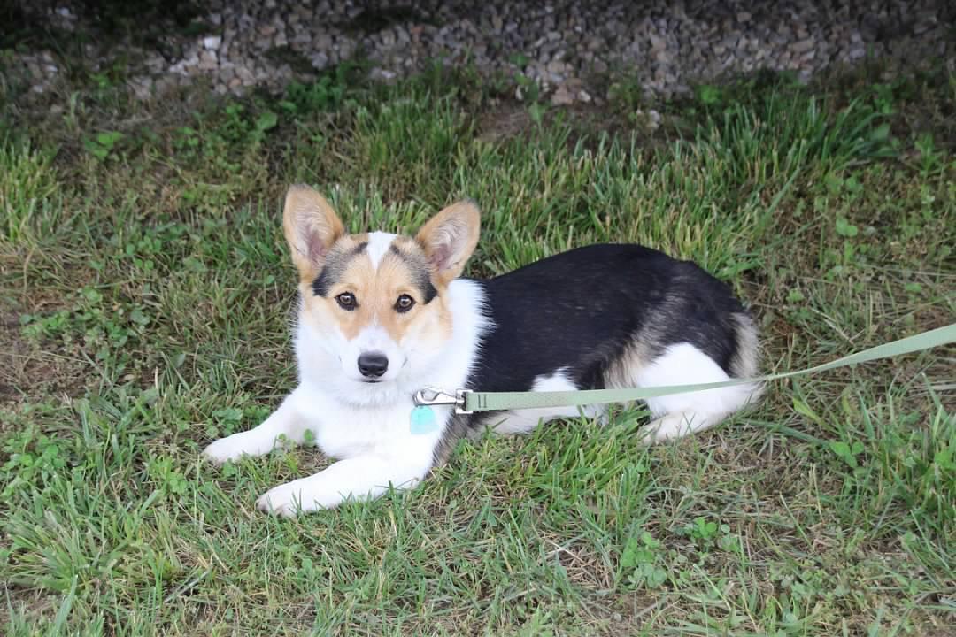 Corgi on a leash lying in a grassy area