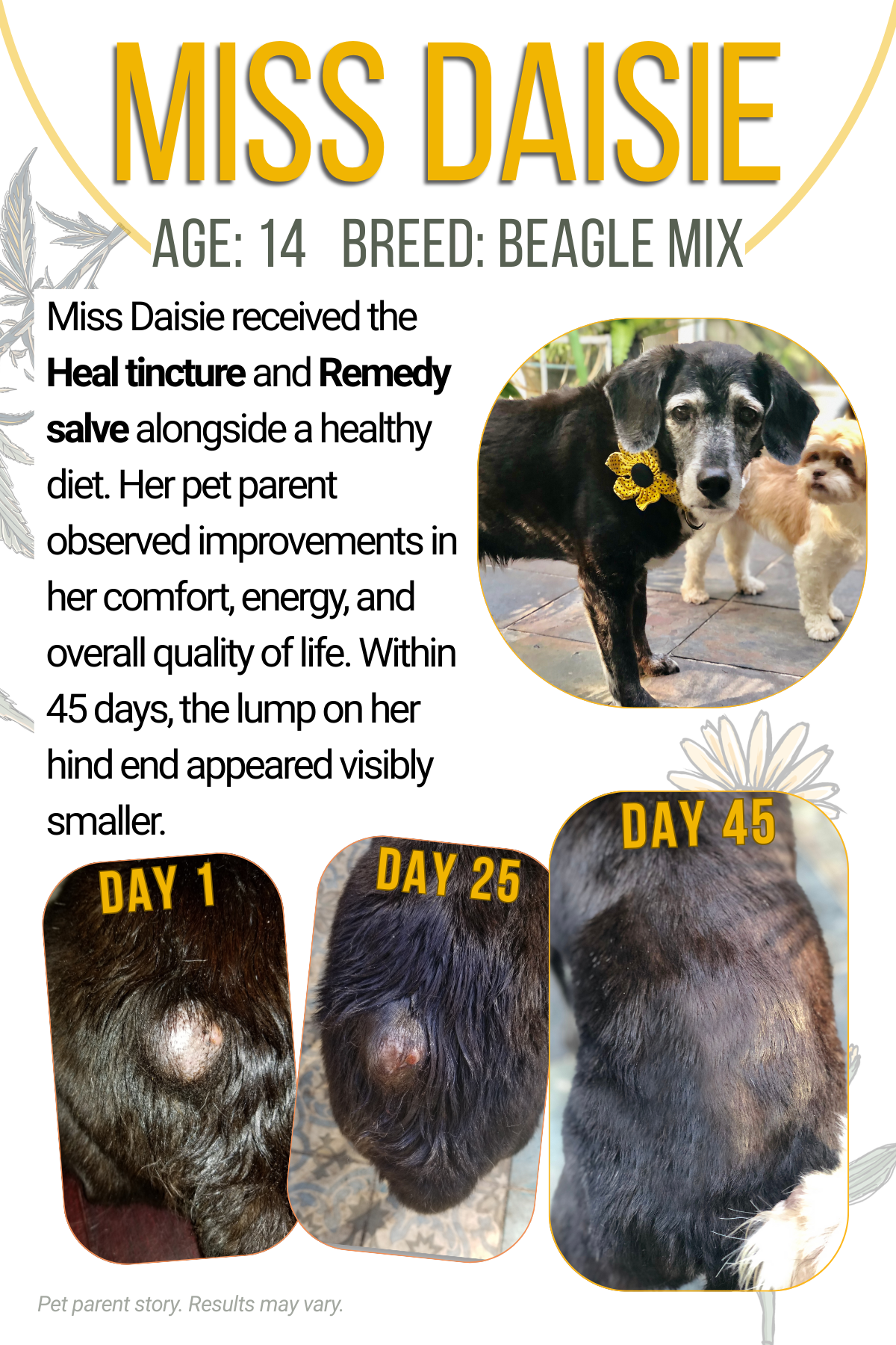Heal - Full - Spectrum Oil For Dogs