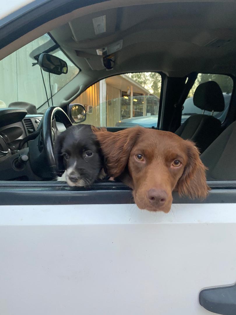 Dogs and Puppies with Allergies