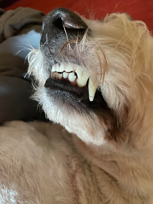 How to Clean Your Dogs Teeth Without Brushing