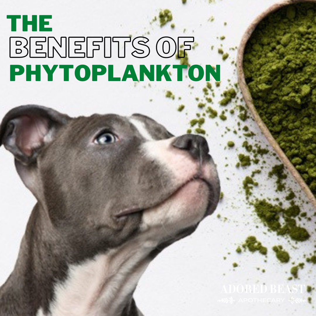 Phyto Synergy a Super Food