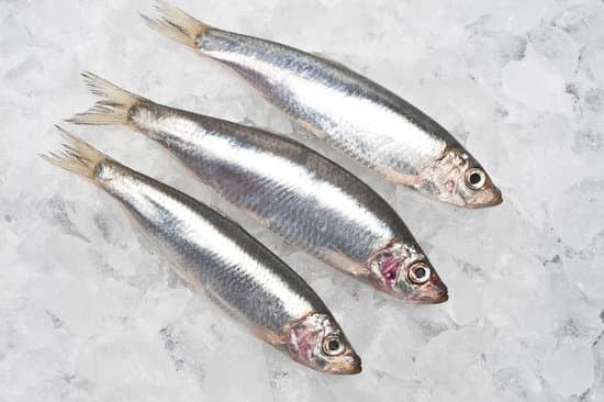 CAN DOGS EAT SARDINES