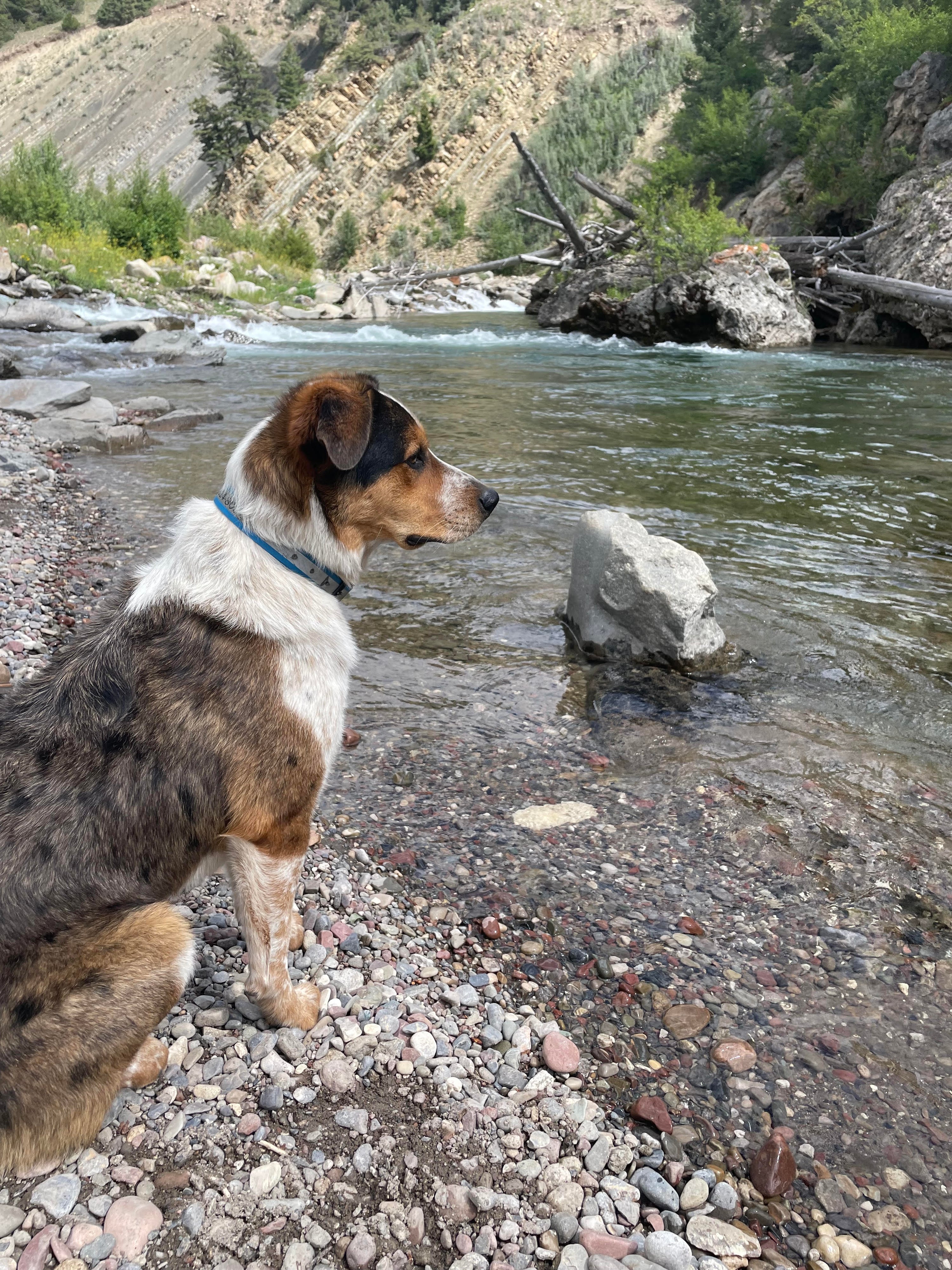 Omega-3s, DHA & EPA: Why They Matter So Much for Your Dog’s Health