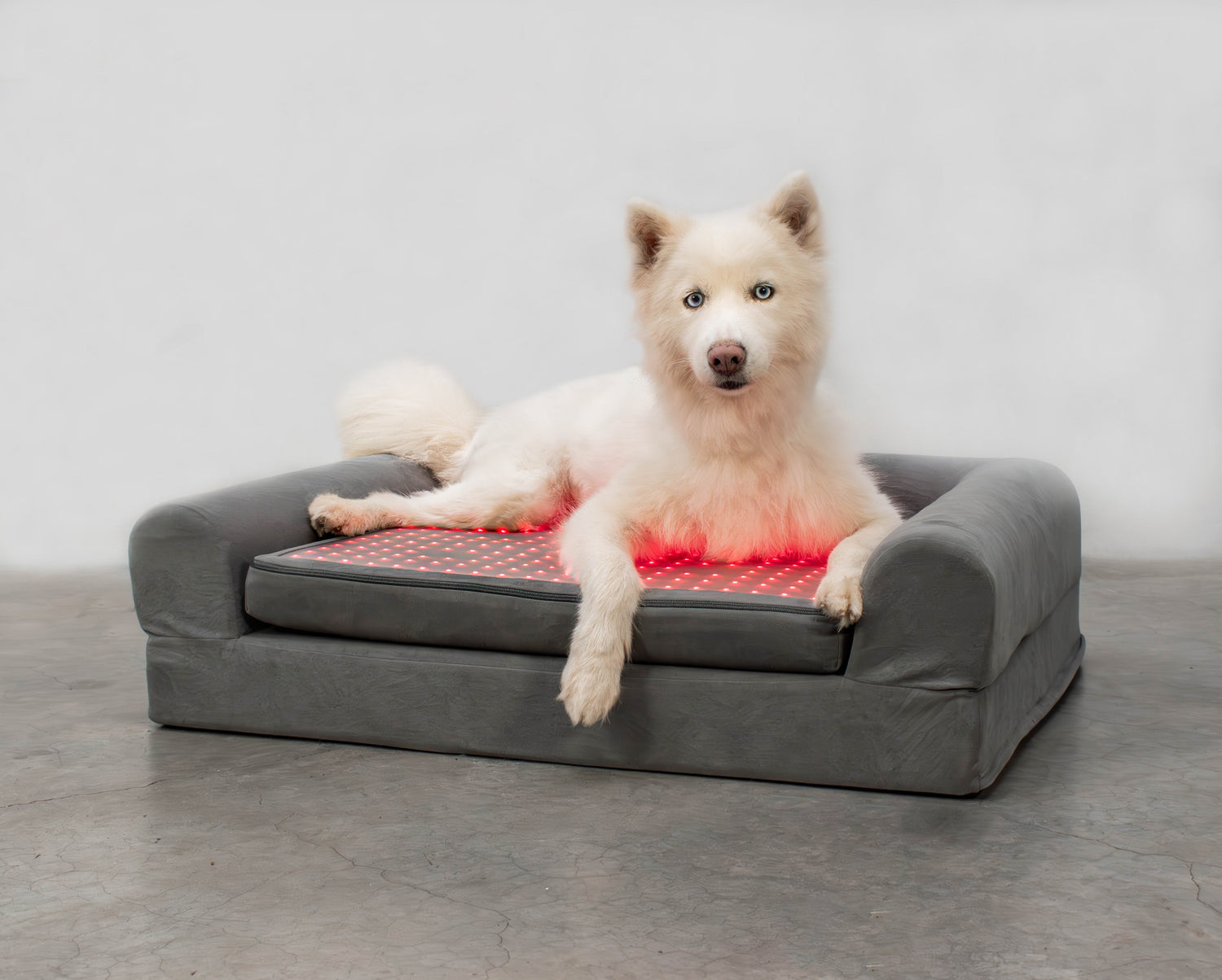 KALA Red Light For You &amp; Your Dog