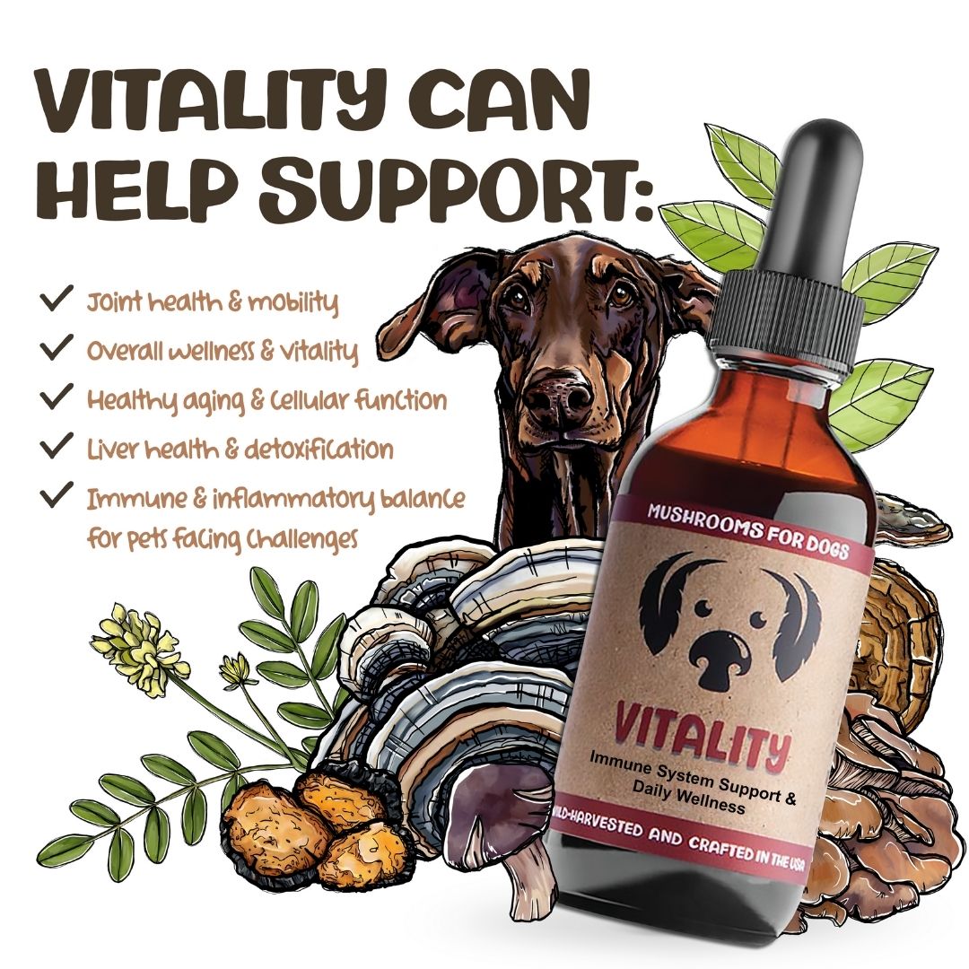 Vitality - Mushrooms for Immune Support