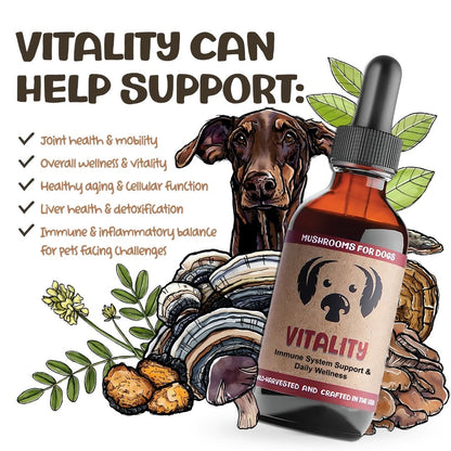 Vitality - Mushrooms for Immune Support