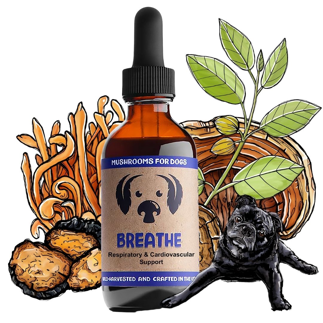 BREATHE | Mushrooms for Heart and Respiratory Support