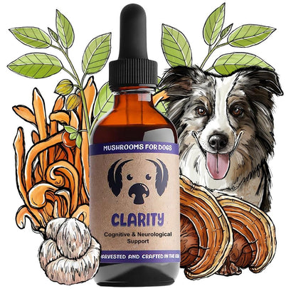 Bottle of Clarity Mushrooms for dogs by Raw Dog Food Complete, supplement supporting brain and nervous system health.