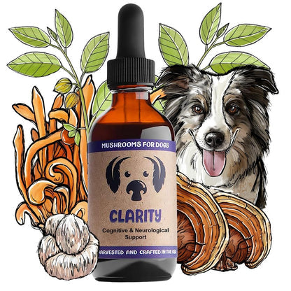 Clarity | Mushrooms for Brain and Nervous System Support - Raw Dog Food Complete