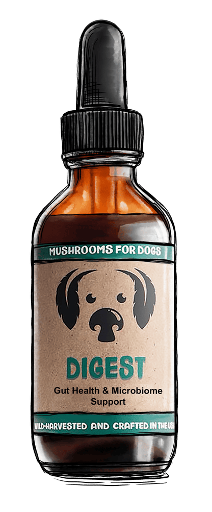 Digest Mushrooms for Digestive Support