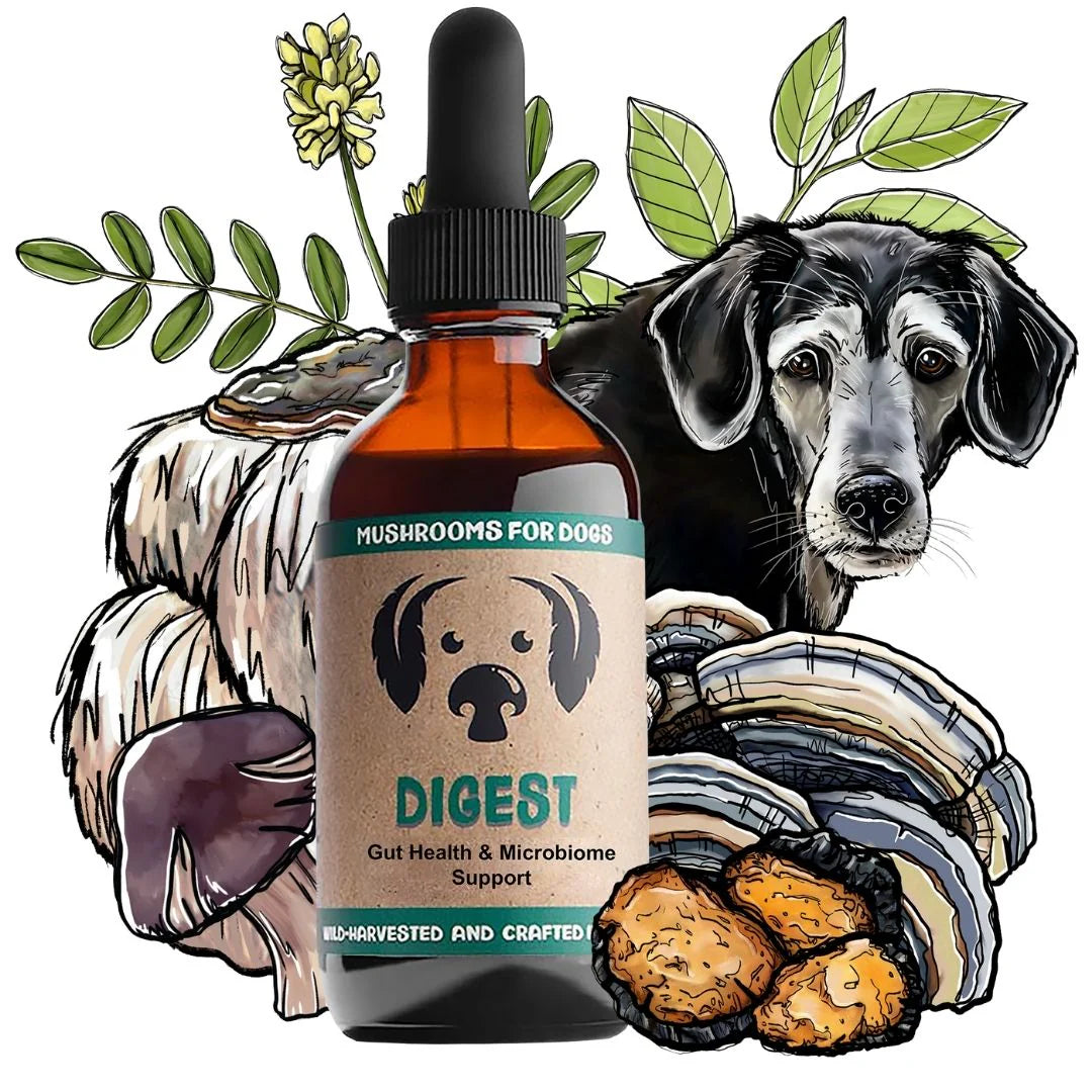Digest Mushrooms for Digestive Support