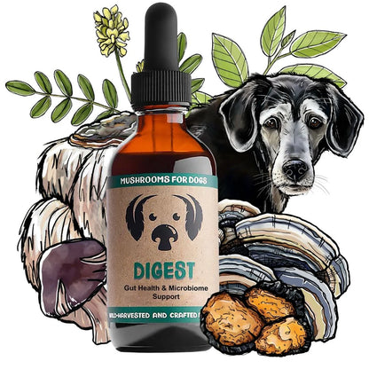 Digest Mushrooms for Digestive Support