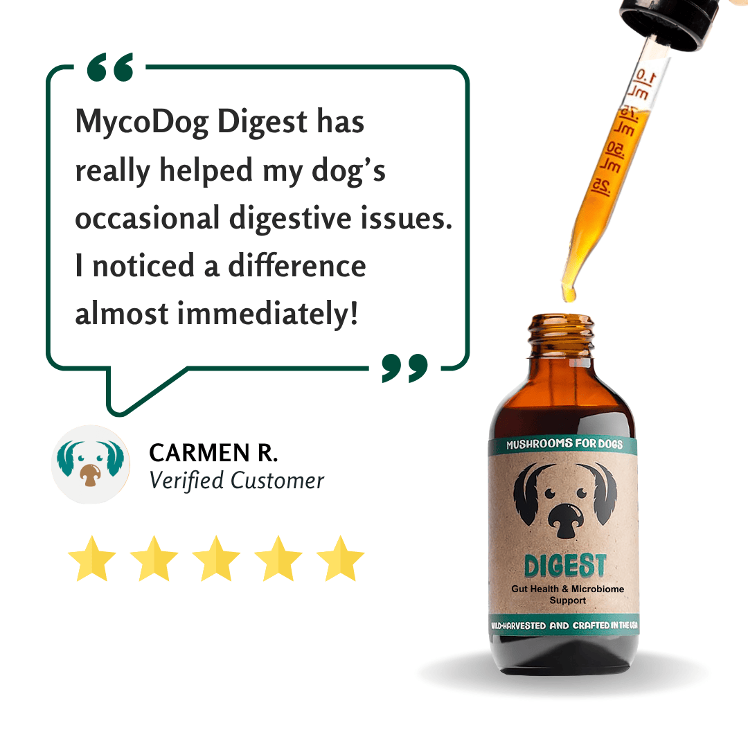 Digest Mushrooms for Digestive Support