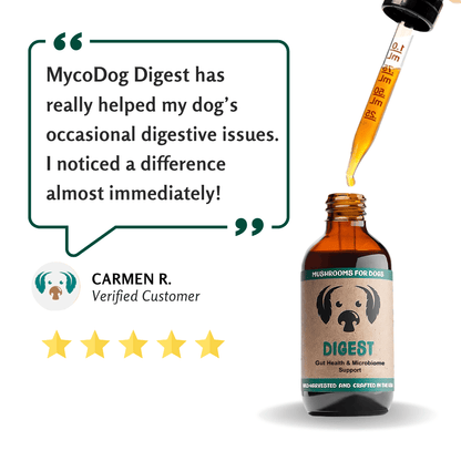 Digest Mushrooms for Digestive Support