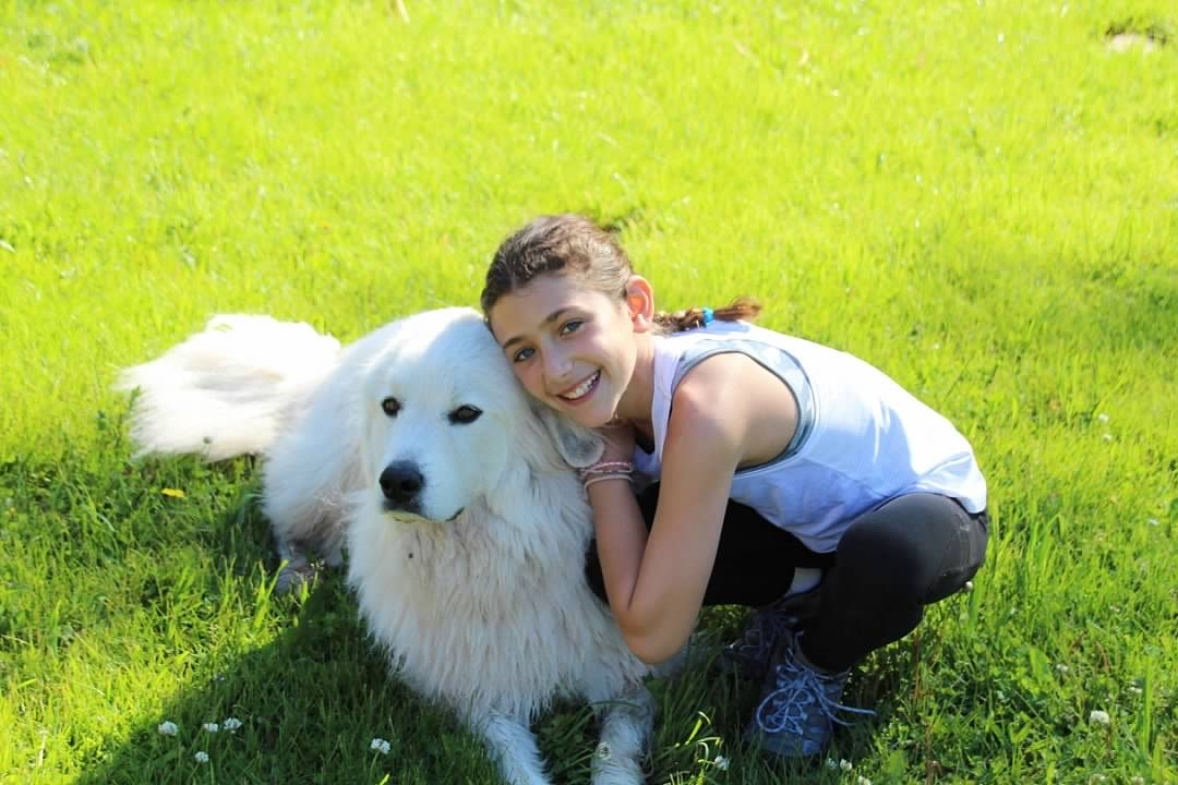 Young girl smiling while hugging a Great Pyrenees dog