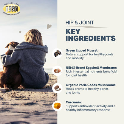 Person sitting on a beach with a dog, featuring NASIC supplement key ingredients for hip and joint health.
