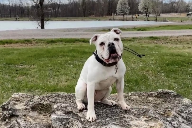 White bulldog sitting in front of a pond