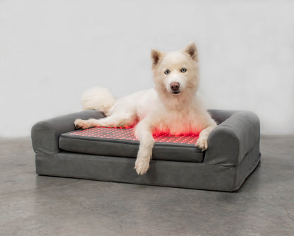 Kala Light | Beddie | Pet Therapy Bed - Raw Dog Food Complete