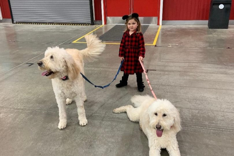 Young girl holding 2 white dogs on leashes