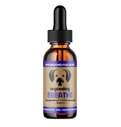 BREATHE | Mushrooms for Heart and Respiratory Support