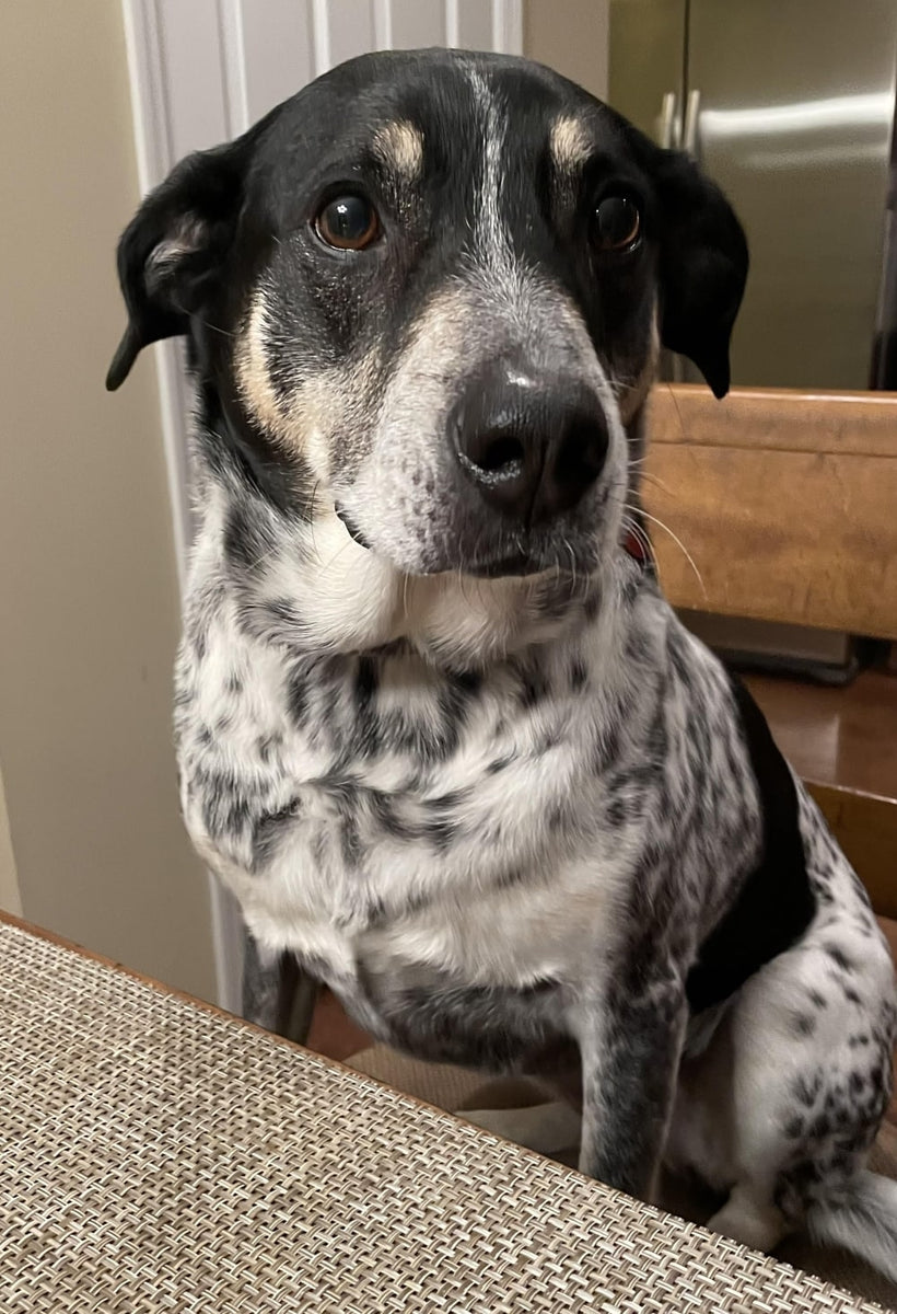 Black and white dog sitting at a kitchen table