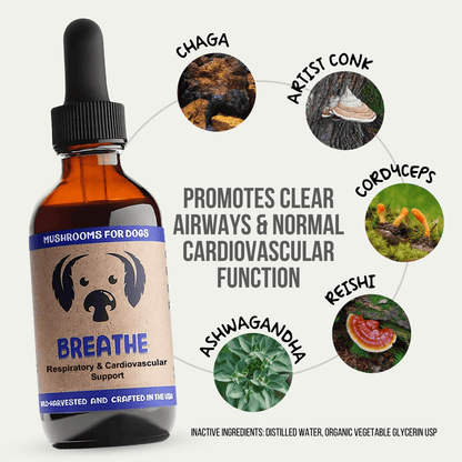 BREATHE | Mushrooms for Heart and Respiratory Support