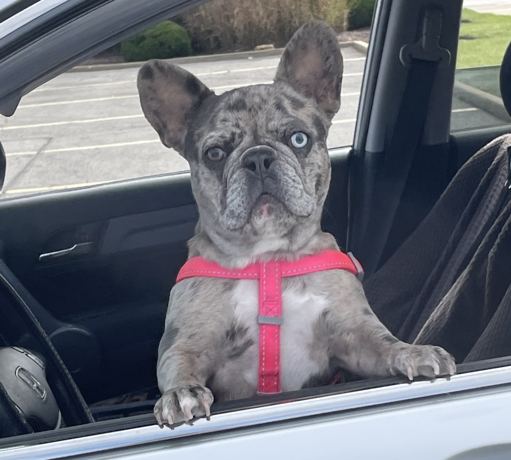 French bulldog in the driver's seat of a car