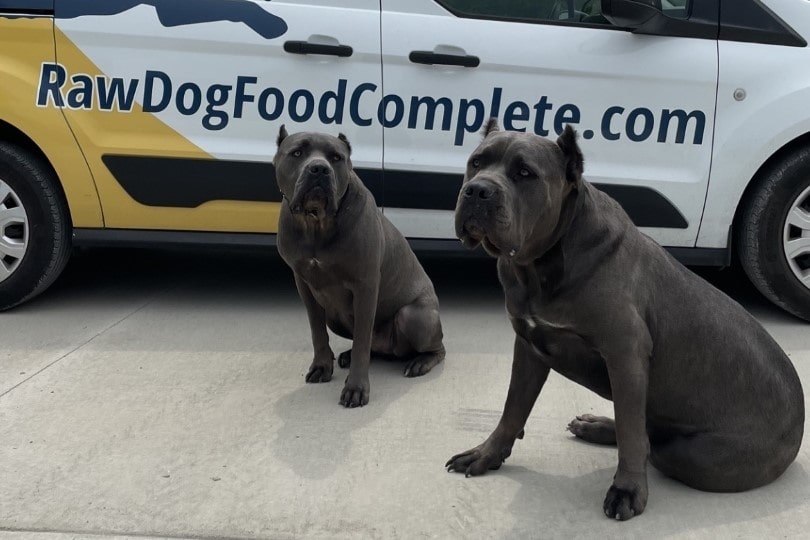 Two grey mastiffs sitting in front of a van with RawDogFoodComplete.com written on the site