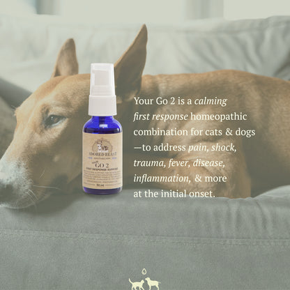 Your GO 2 | Adored Beast - Raw Dog Food Complete